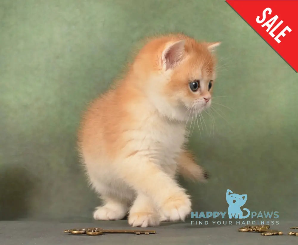 Gamlet British Shorthair male black golden chinchilla live animals