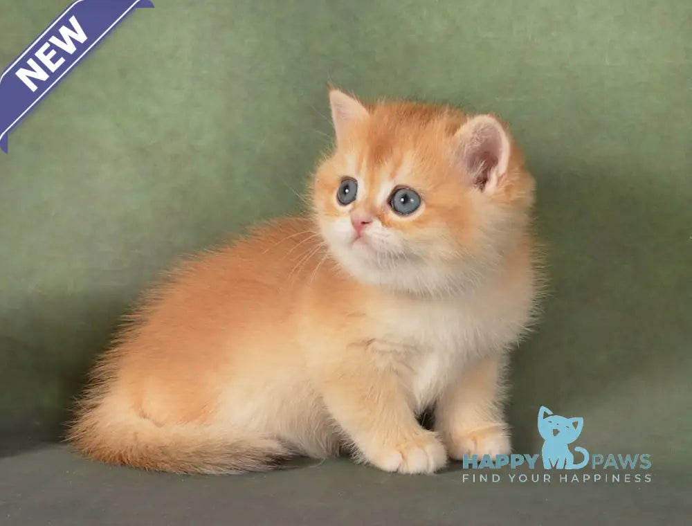 Gamlet British Shorthair male black golden chinchilla live animals