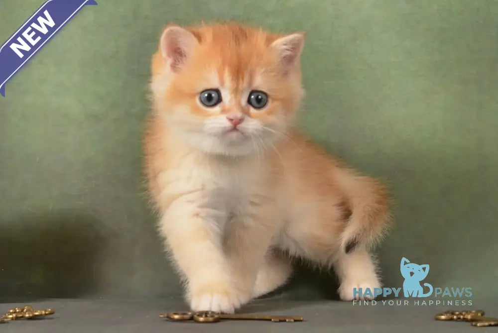 Gamlet British Shorthair male black golden chinchilla live animals