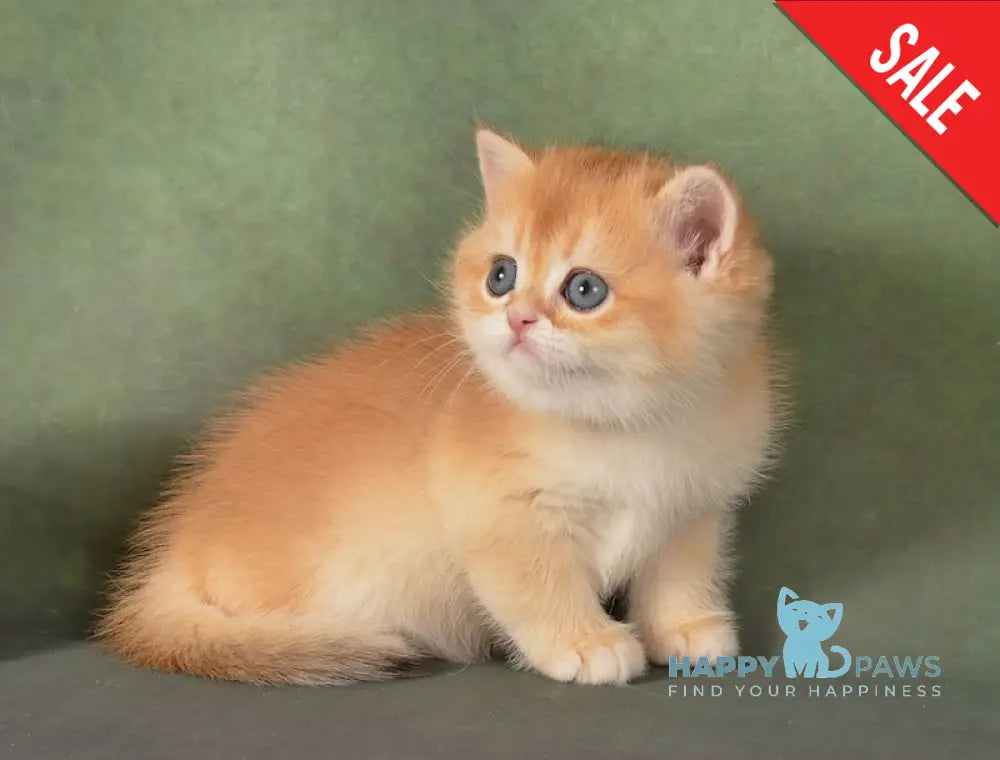 Gamlet British Shorthair male black golden chinchilla live animals