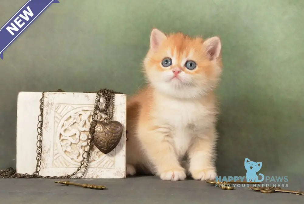 Gamlet British Shorthair male black golden chinchilla live animals