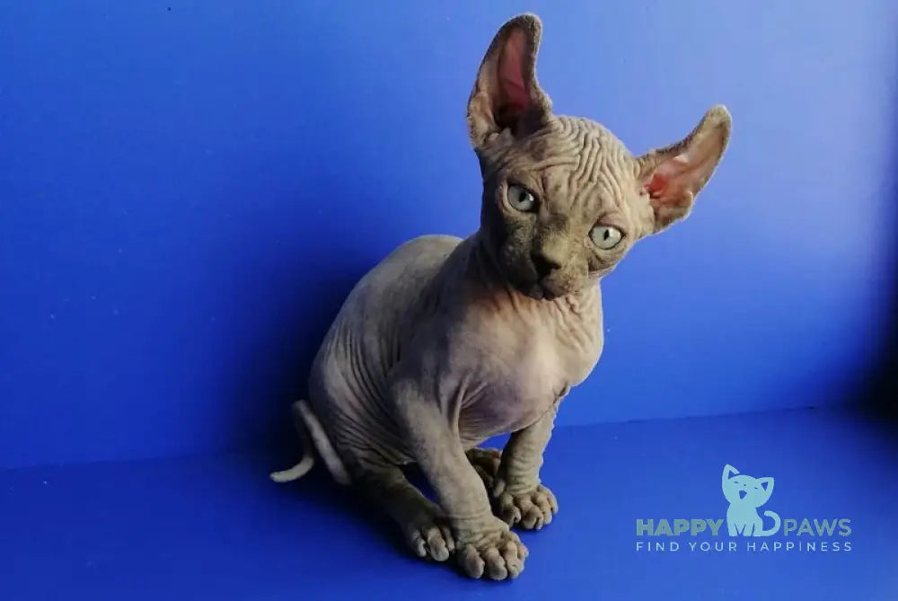Gamlet Elf male blue live animals