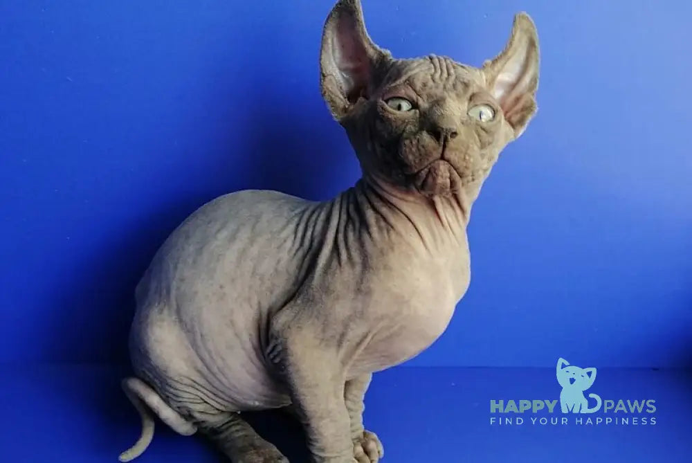 Gamlet Elf male blue live animals