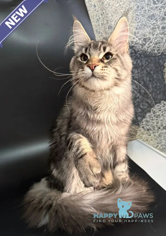 Gamlet Maine Coon male black silver tabby live animals