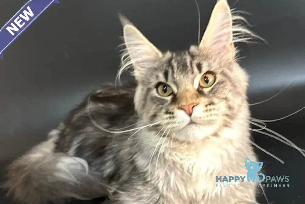 Gamlet Maine Coon male black silver tabby live animals