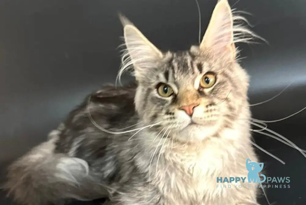 Gamlet Maine Coon male black silver tabby live animals