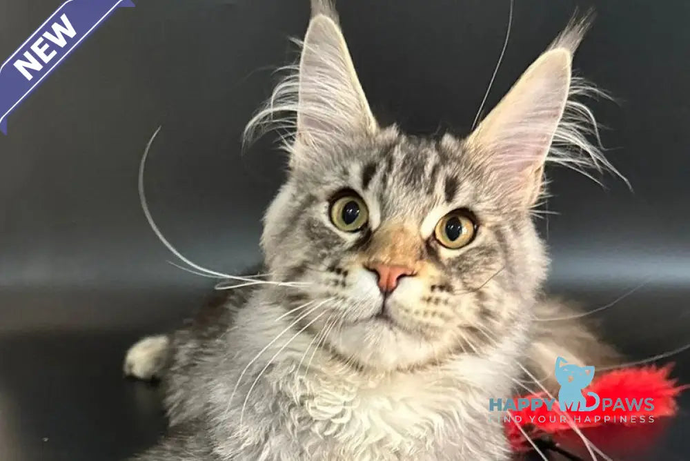 Gamlet Maine Coon male black silver tabby live animals