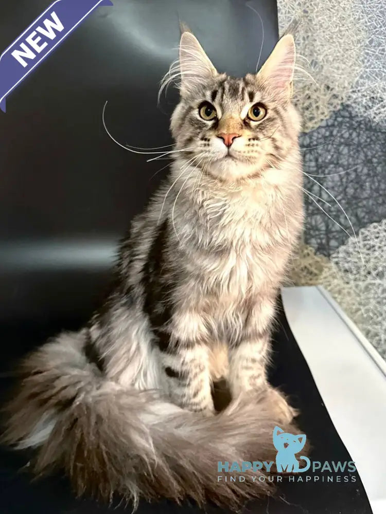 Gamlet Maine Coon male black silver tabby live animals