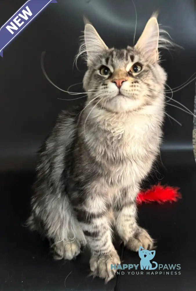 Gamlet Maine Coon male black silver tabby live animals