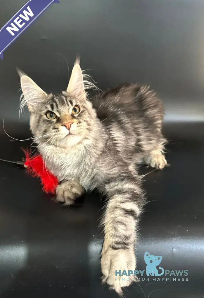 Gamlet Maine Coon male black silver tabby live animals