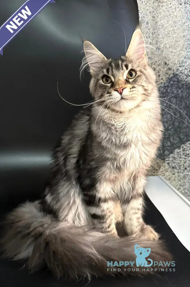 Gamlet Maine Coon male black silver tabby live animals