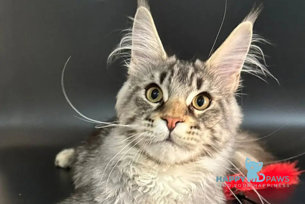 Gamlet Maine Coon male black silver tabby live animals