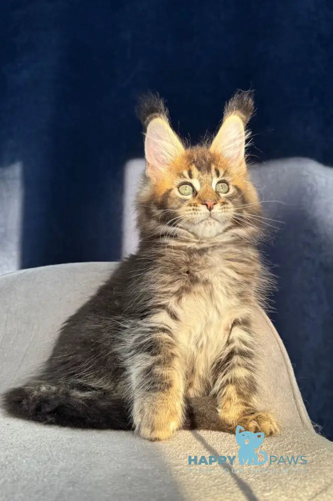 Ganova Maine Coon male black ticked tabby live animals