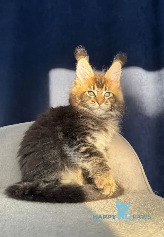 Ganova Maine Coon male black ticked tabby live animals