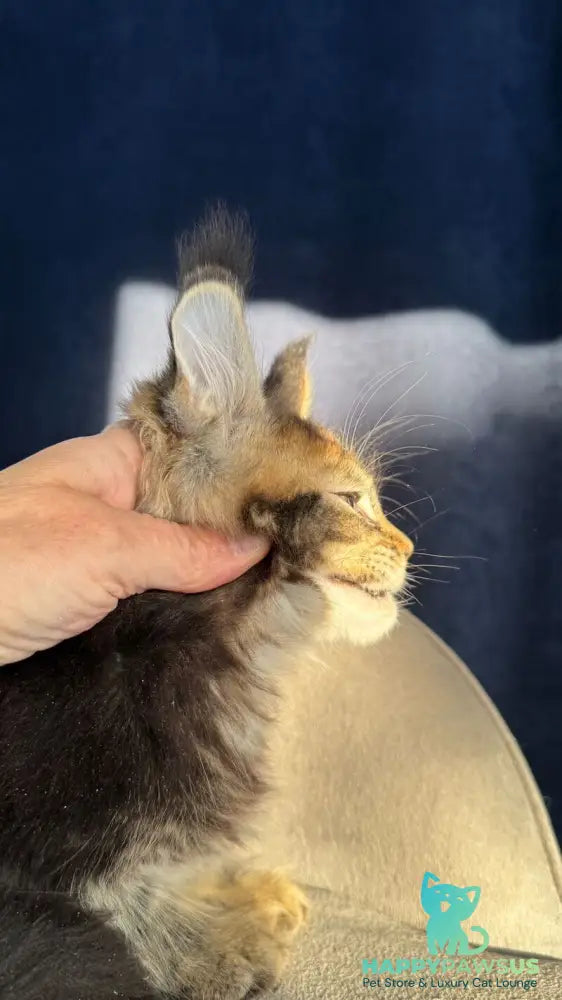 Ganova Maine Coon male black ticked tabby live animals