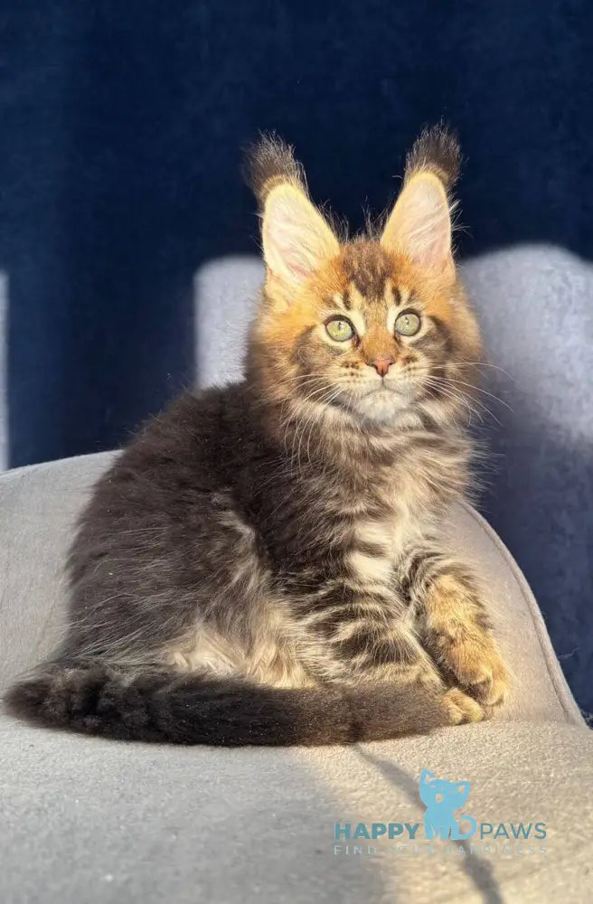 Ganova Maine Coon male black ticked tabby live animals