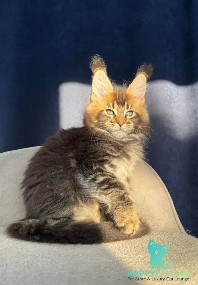 Ganova Maine Coon male black ticked tabby live animals