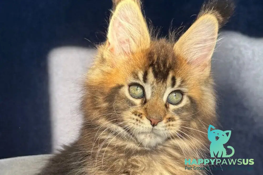 Ganova Maine Coon male black ticked tabby live animals