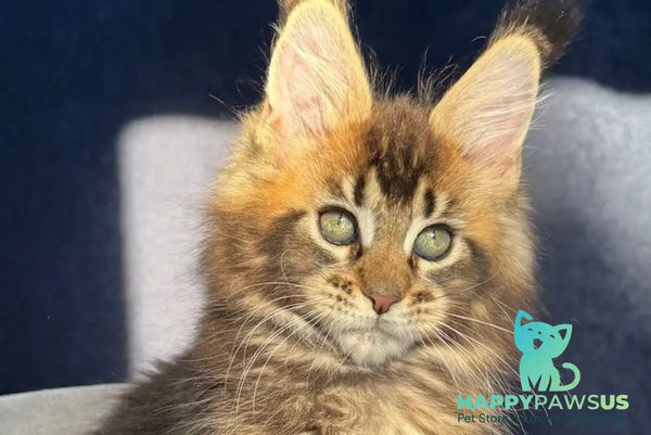 Ganova Maine Coon male black ticked tabby live animals