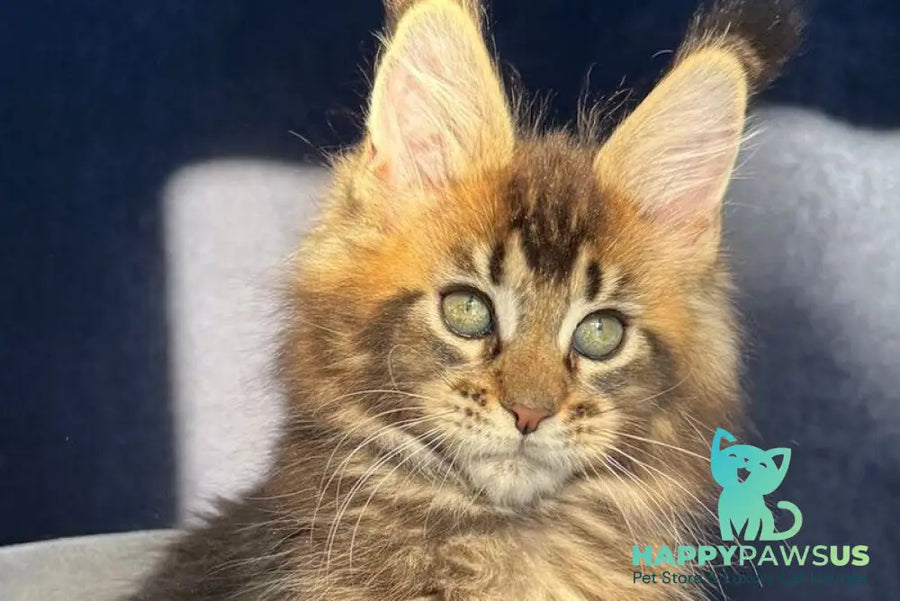 Ganova Maine Coon male black ticked tabby live animals
