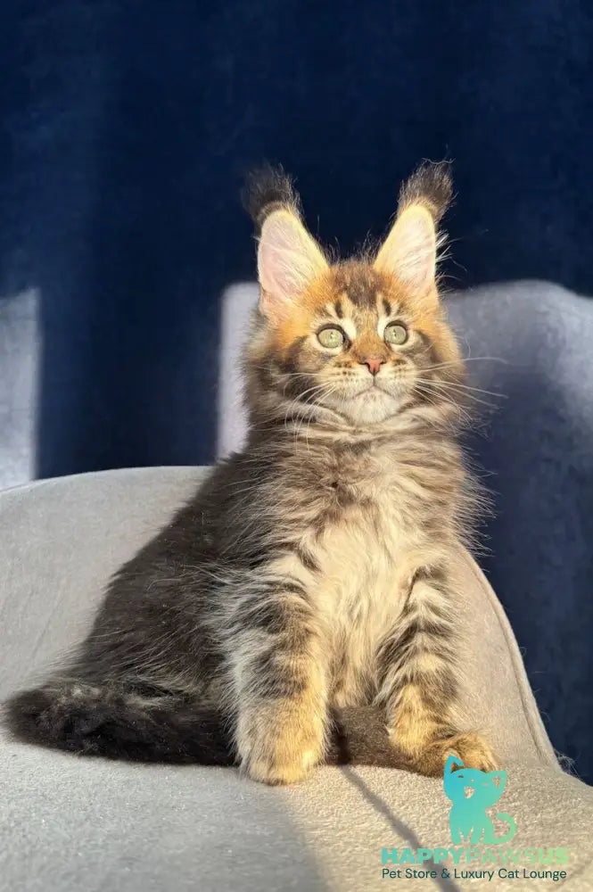 Ganova Maine Coon male black ticked tabby live animals