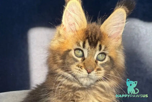 Ganova Maine Coon male black ticked tabby live animals