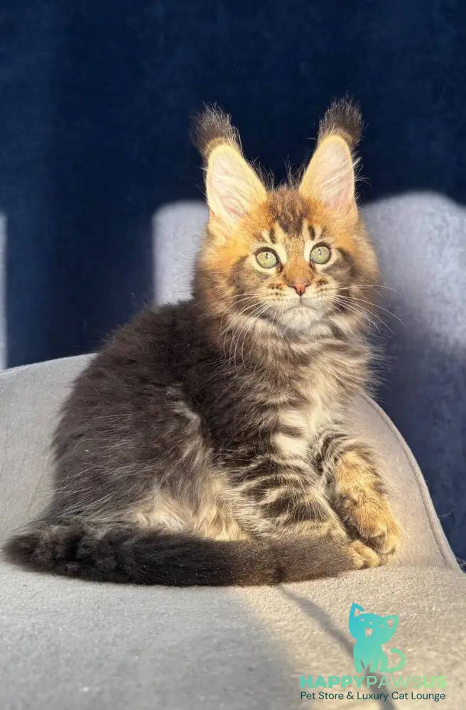 Ganova Maine Coon male black ticked tabby live animals