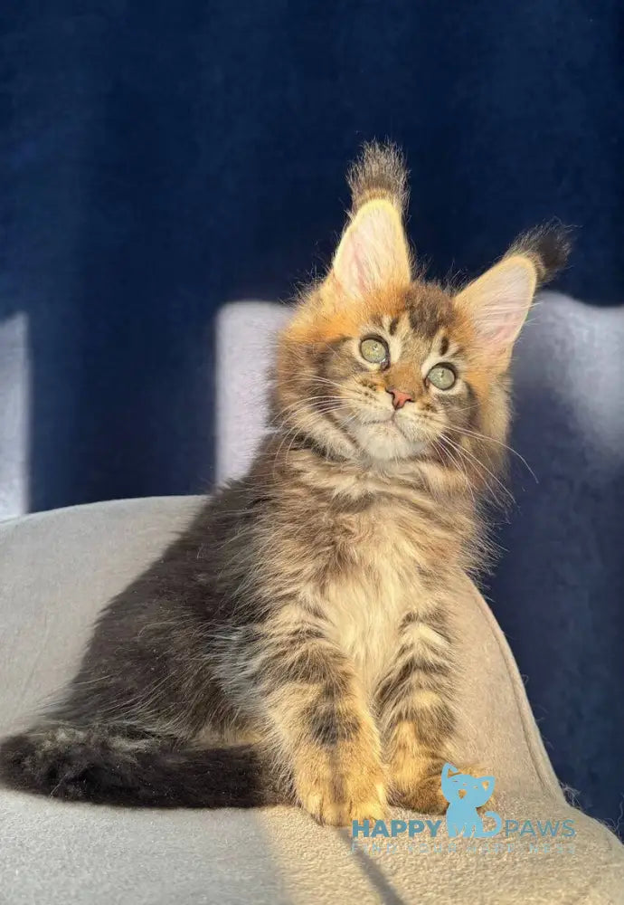 Ganova Maine Coon male black ticked tabby live animals