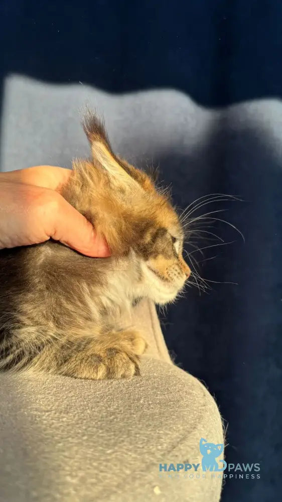 Ganova Maine Coon male black ticked tabby live animals