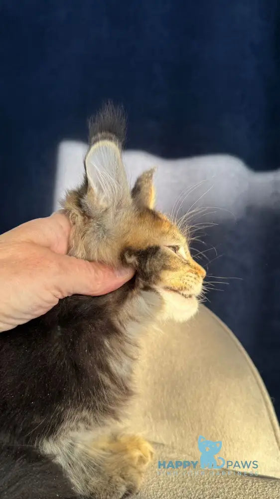 Ganova Maine Coon male black ticked tabby live animals