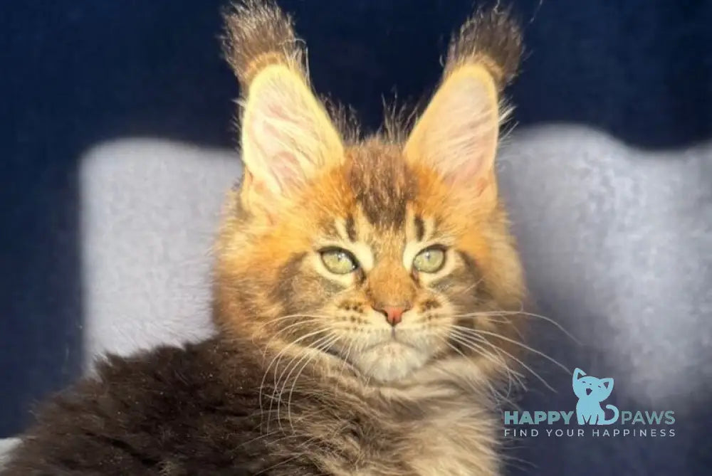 Ganova Maine Coon male black ticked tabby live animals