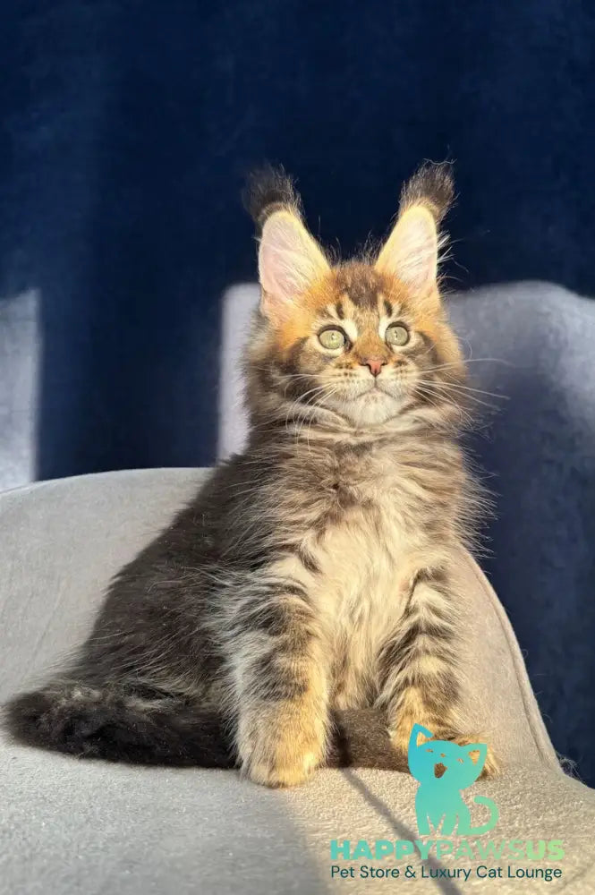 Ganova Maine Coon male black ticked tabby live animals