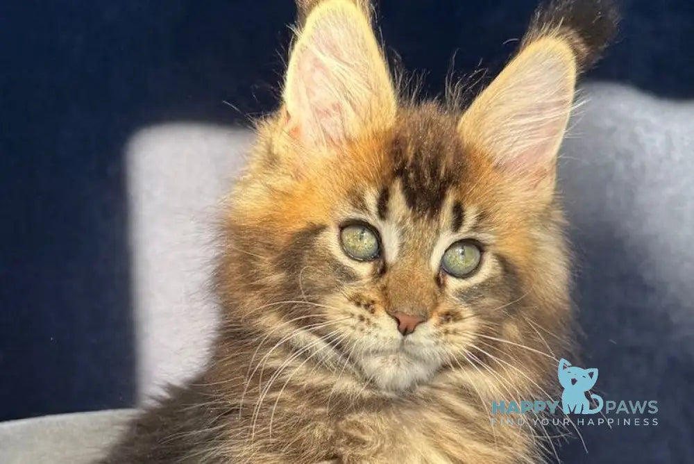 Ganova Maine Coon male black ticked tabby live animals