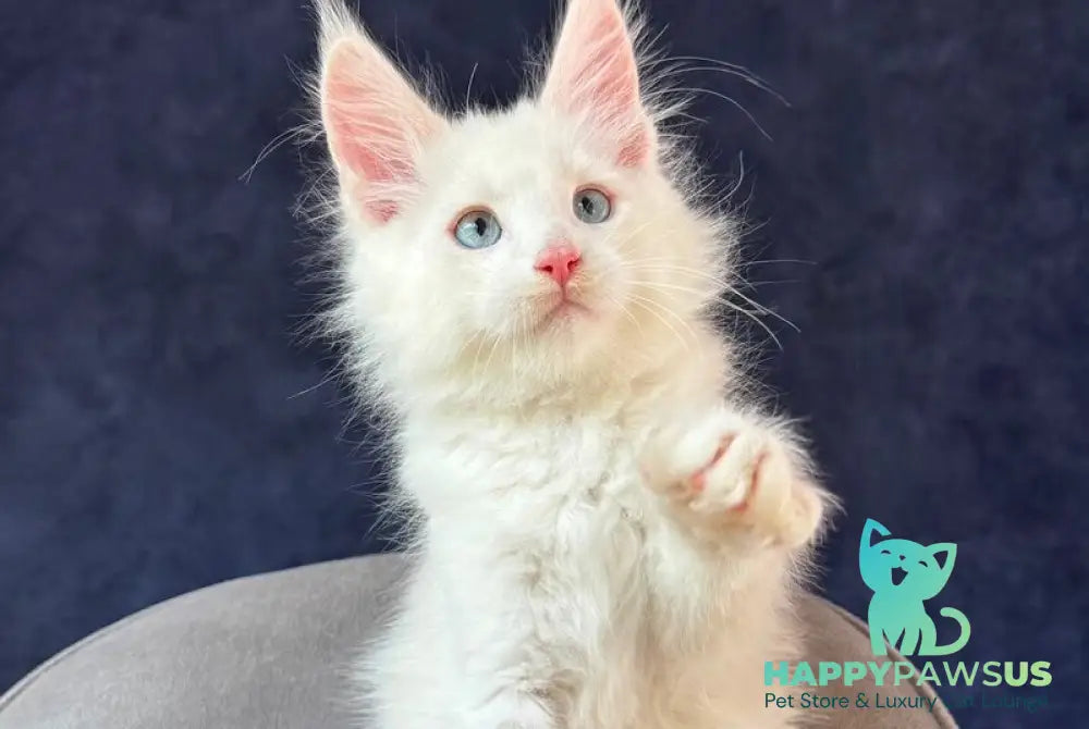 Gar Gar Maine Coon male red silver with white - live animals