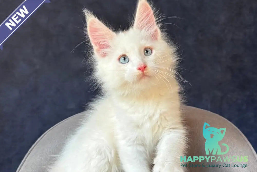 Gar Gar Maine Coon male red silver with white - live animals