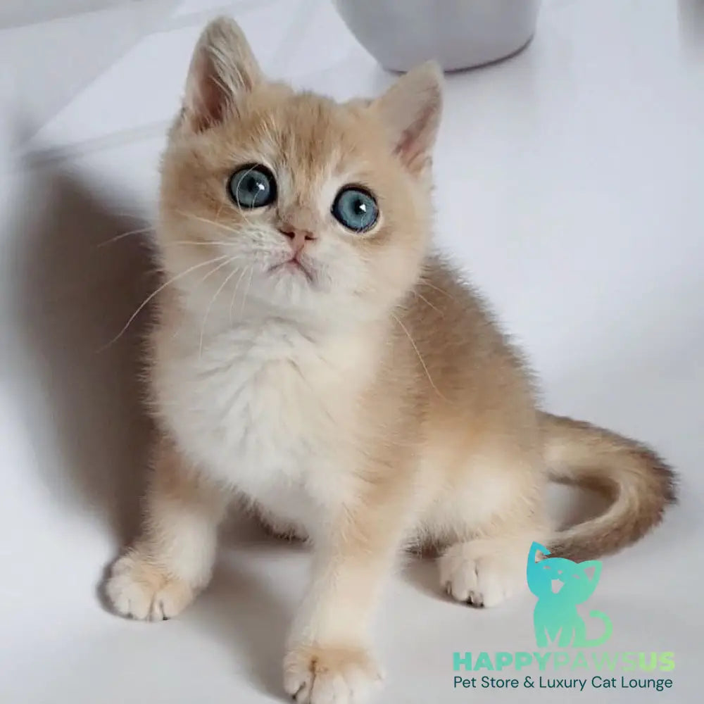 Garfield British Shorthair male blue golden chinchilla - live animals