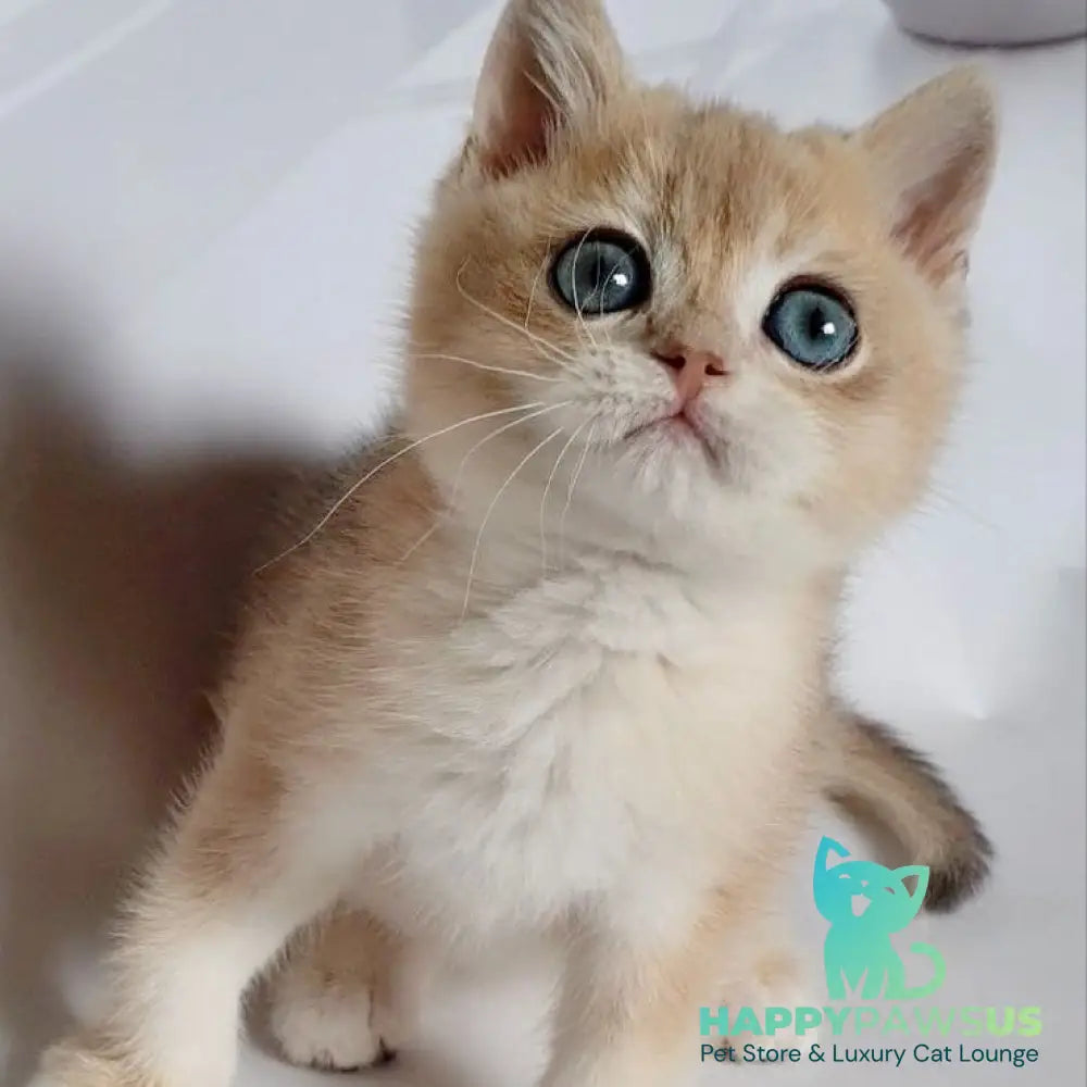 Garfield British Shorthair male blue golden chinchilla - live animals