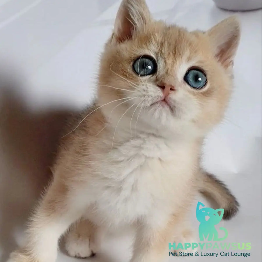 Garfield British Shorthair male blue golden chinchilla - live animals