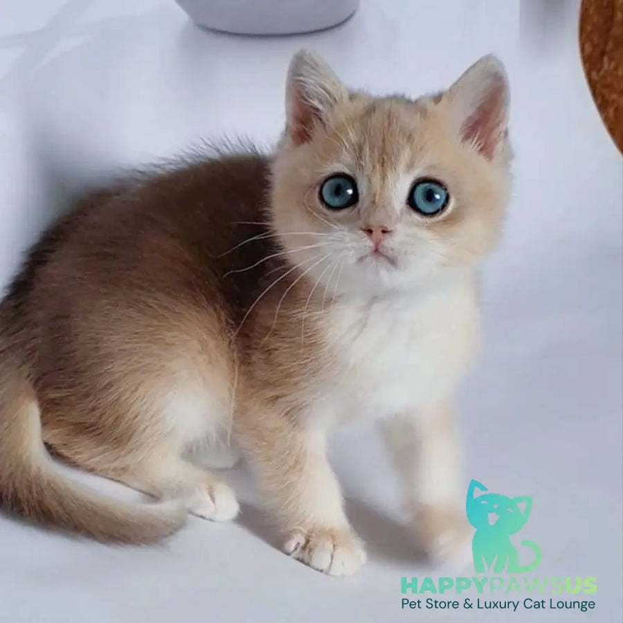 Garfield British Shorthair male blue golden chinchilla - live animals
