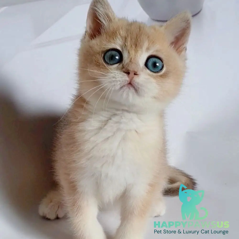 Garfield British Shorthair male blue golden chinchilla - live animals