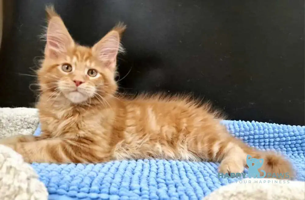 Garfield Maine Coon male red live animals