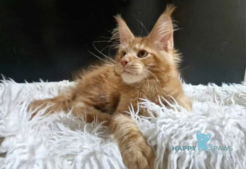 Garfield Maine Coon male red live animals