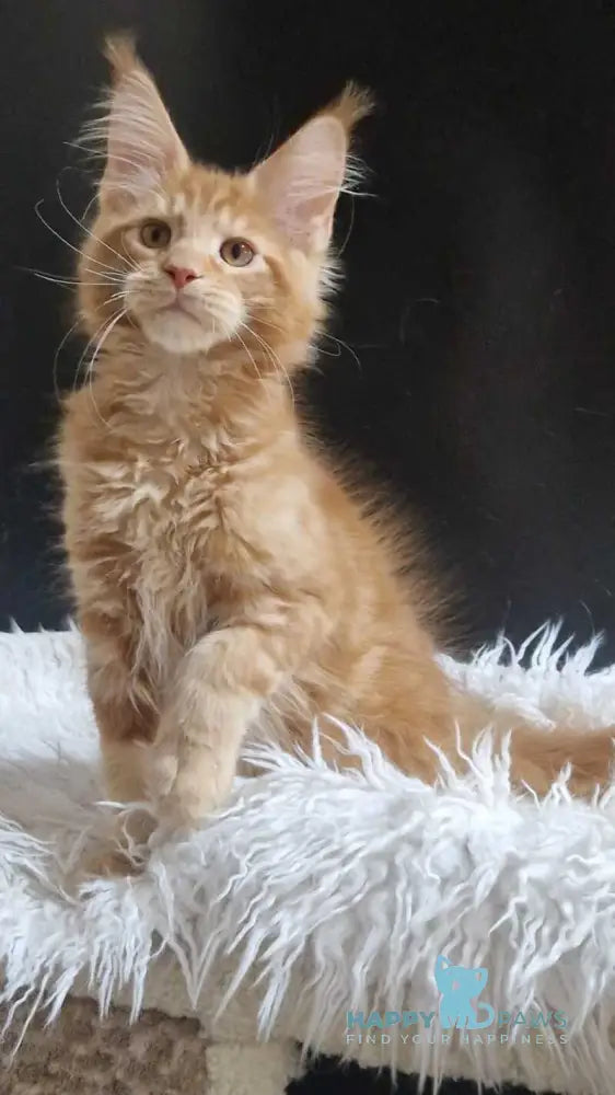 Garfield Maine Coon male red live animals