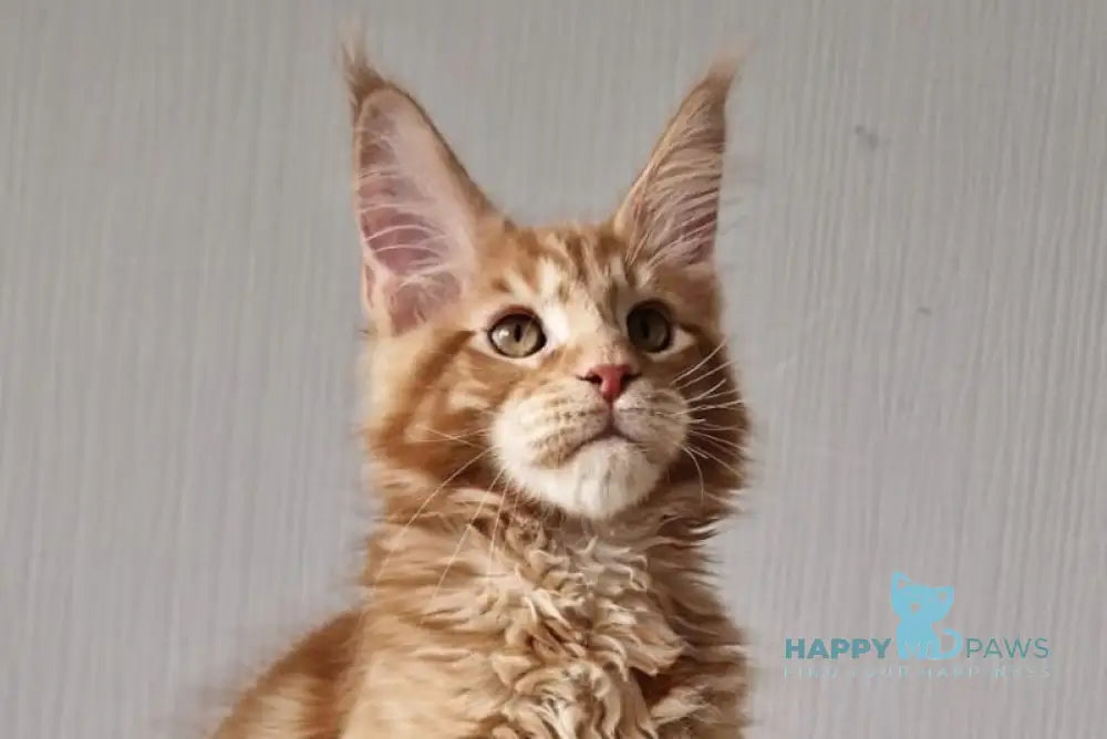 Garfield Maine Coon male red live animals