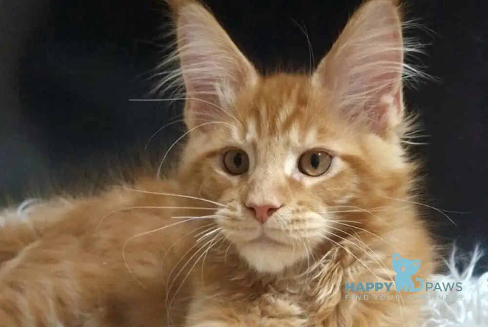 Garfield Maine Coon male red live animals