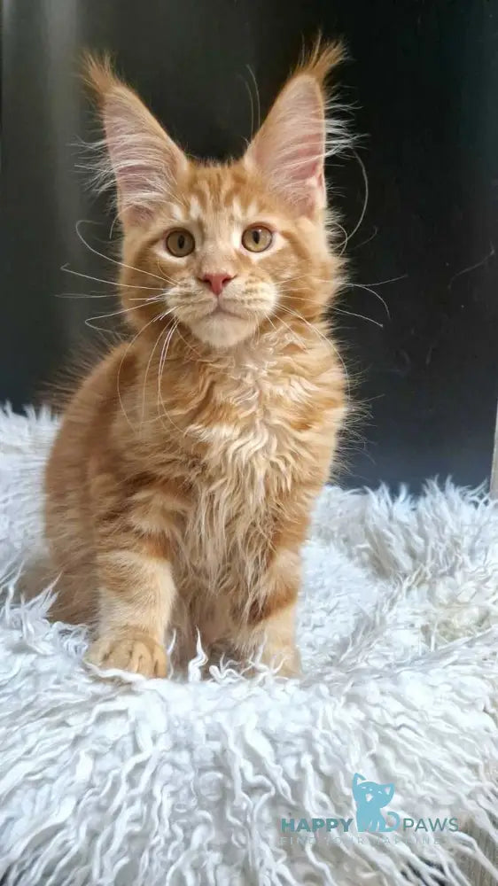 Garfield Maine Coon male red live animals