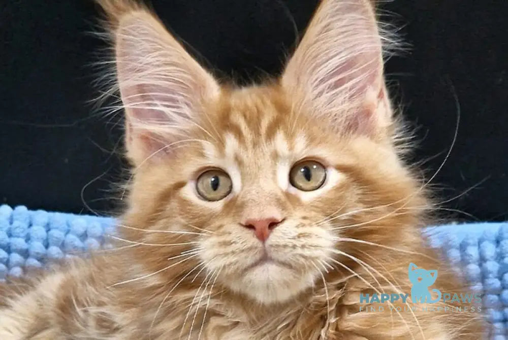 Garfield Maine Coon male red live animals