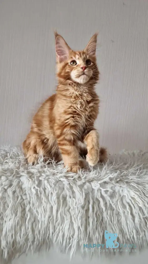 Garfield Maine Coon male red live animals