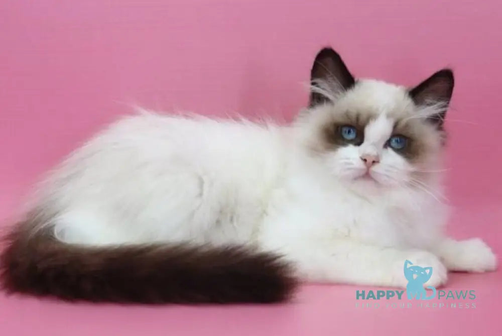 Garfield Ragdoll male black bicolour live animals
