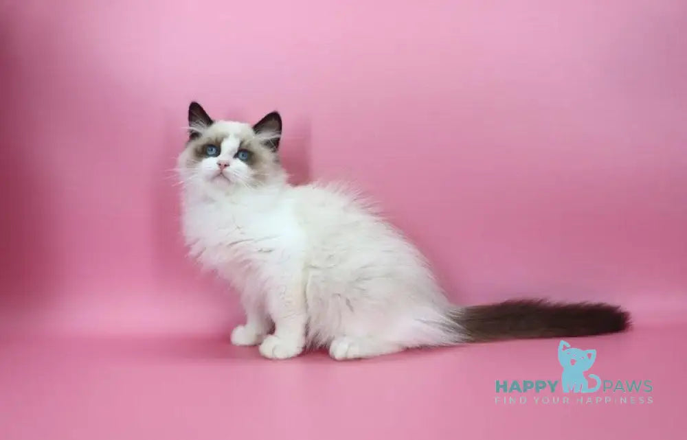 Garfield Ragdoll male black bicolour live animals